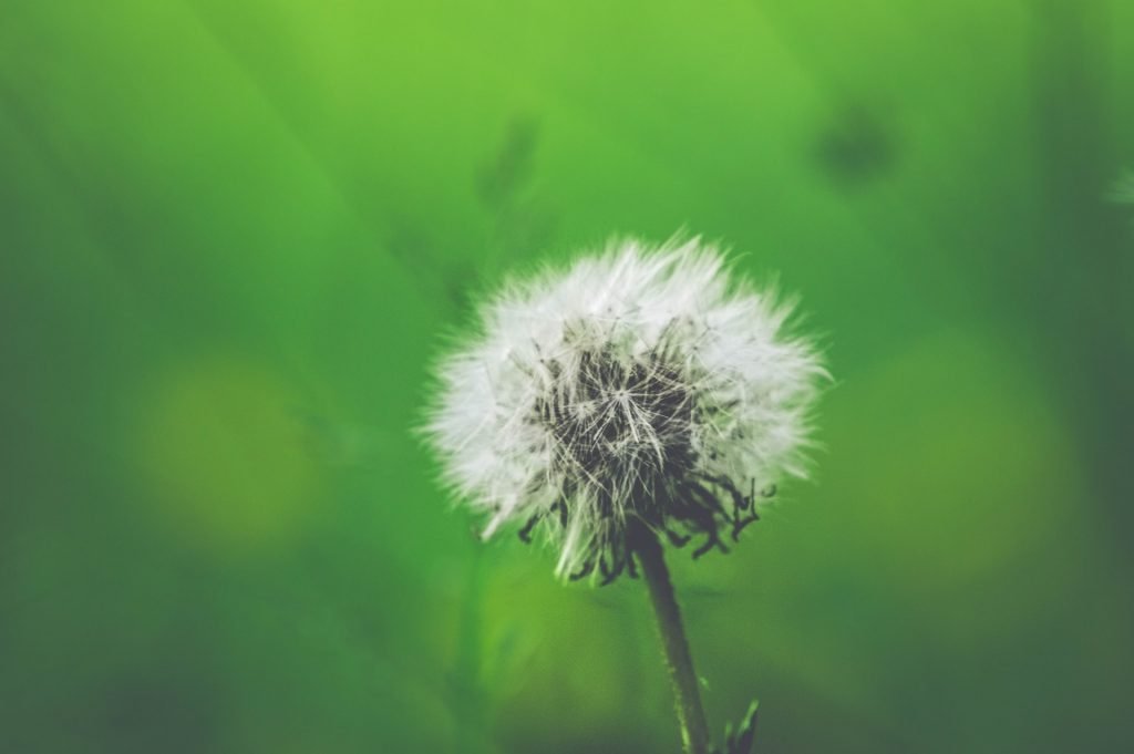 dandelion